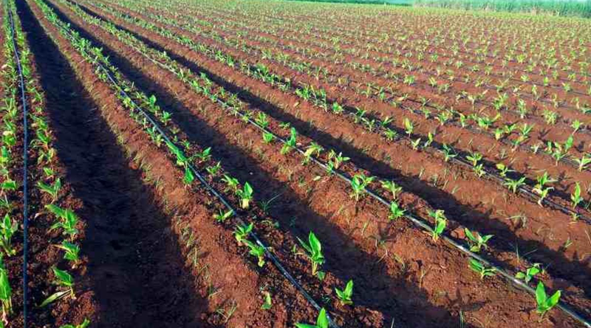 Turmeric Cultivation