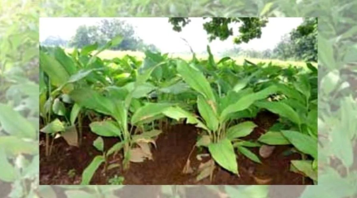 Turmeric Cultivation