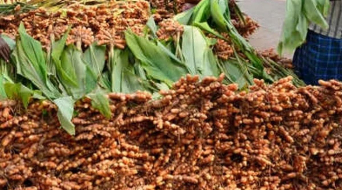 Turmeric Cultivation