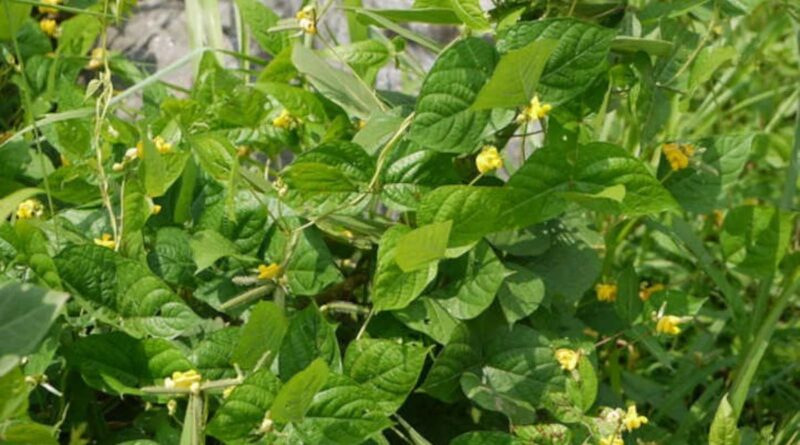 Farmers benefit from moong seed production