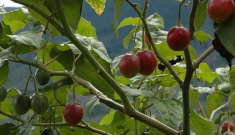 Tree Tomato Farming