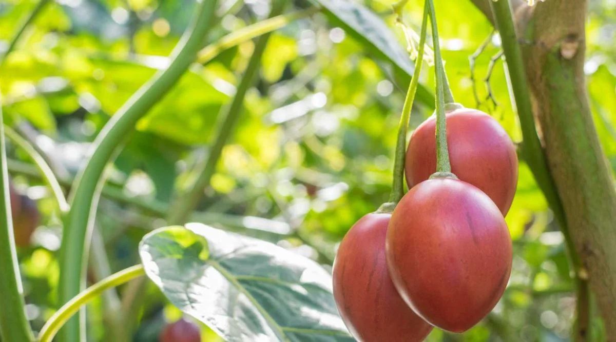 Tree Tomato Farming