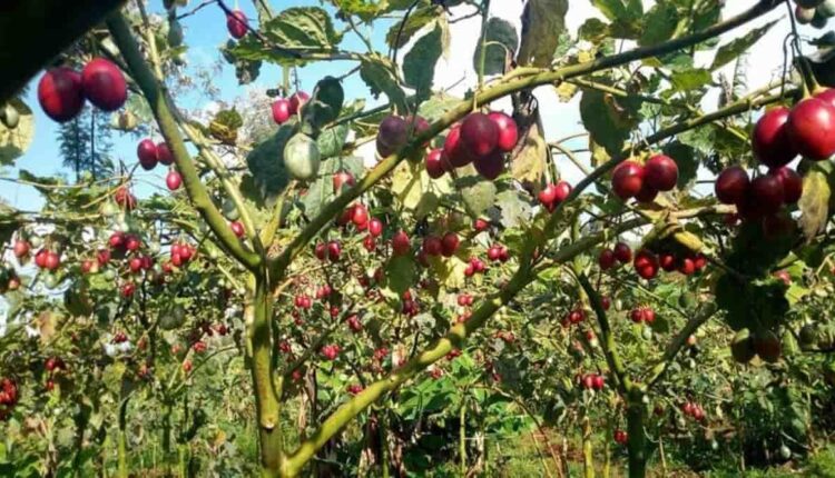 Hybrid Tomato Cultivation in February: Step-by-Step Guide