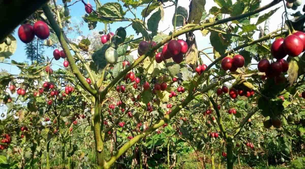 Tree Tomato Farming
