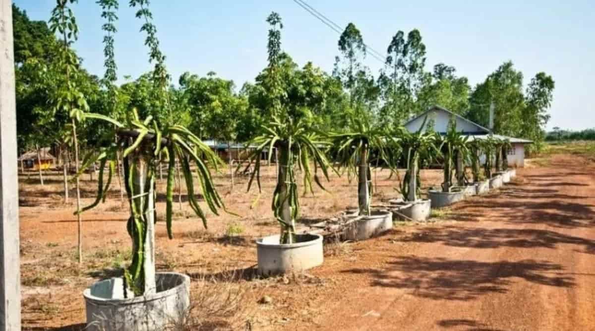 Dragon Fruit Farming
