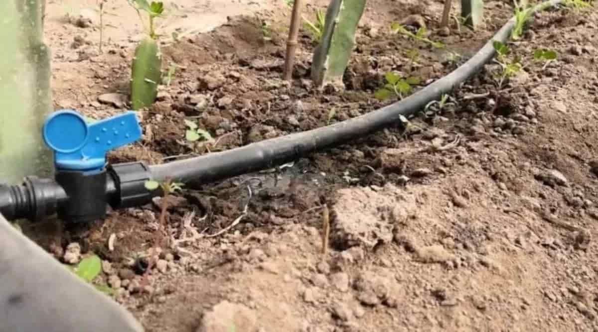 Dragon Fruit Farming