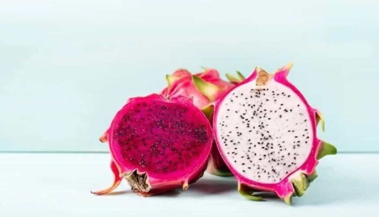 Dragon Fruit: What things should be kept in mind while growing dragon fruit to make it profitable? Know from Dr. Suneela Kumari