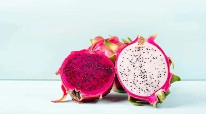 Dragon Fruit: What things should be kept in mind while growing dragon fruit to make it profitable? Know from Dr. Suneela Kumari