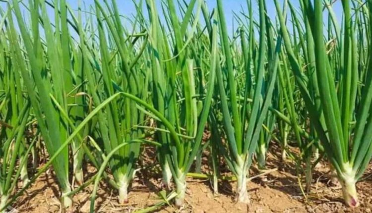 Onion Seed Production