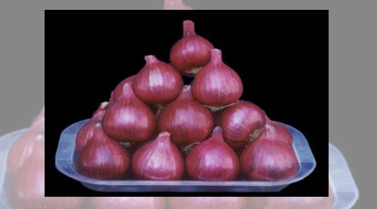 Onion Seed Production