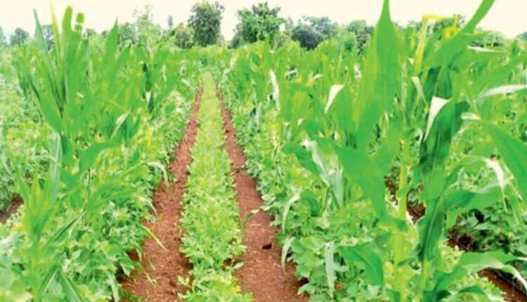 Farmers in Uttar Pradesh are managing crop residue with Rapid Composting Technology