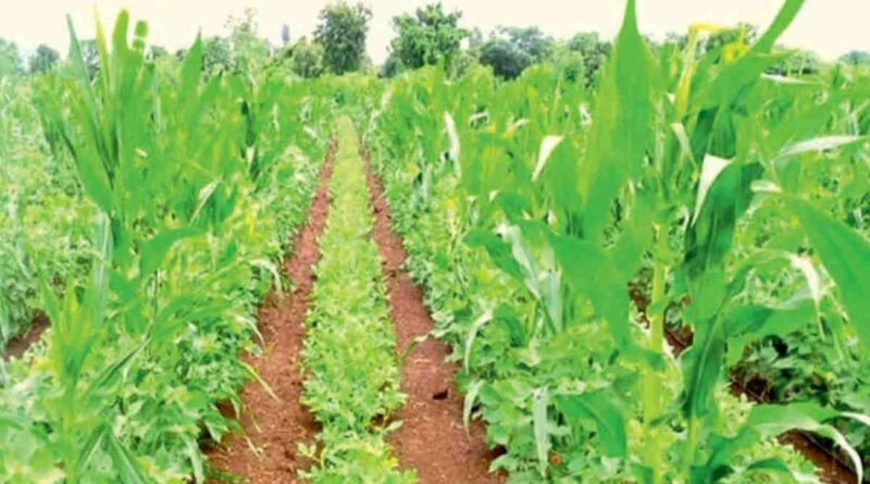 Farmers in Uttar Pradesh are managing crop residue with Rapid Composting Technology