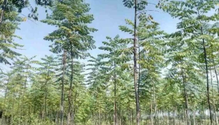 Malabar Neem Cultivation