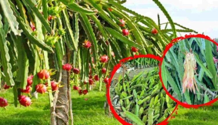Dragon Fruit Cultivation: Manoj Kumar brought revolution in his area with dragon fruit cultivation, became an icon