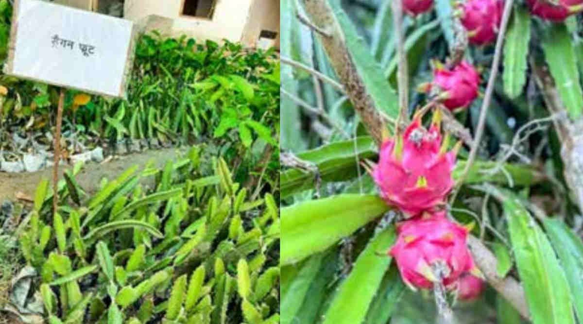 Dragon Fruit Farming