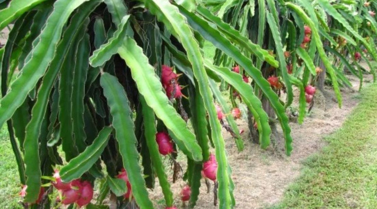 Dragon Fruit Farming