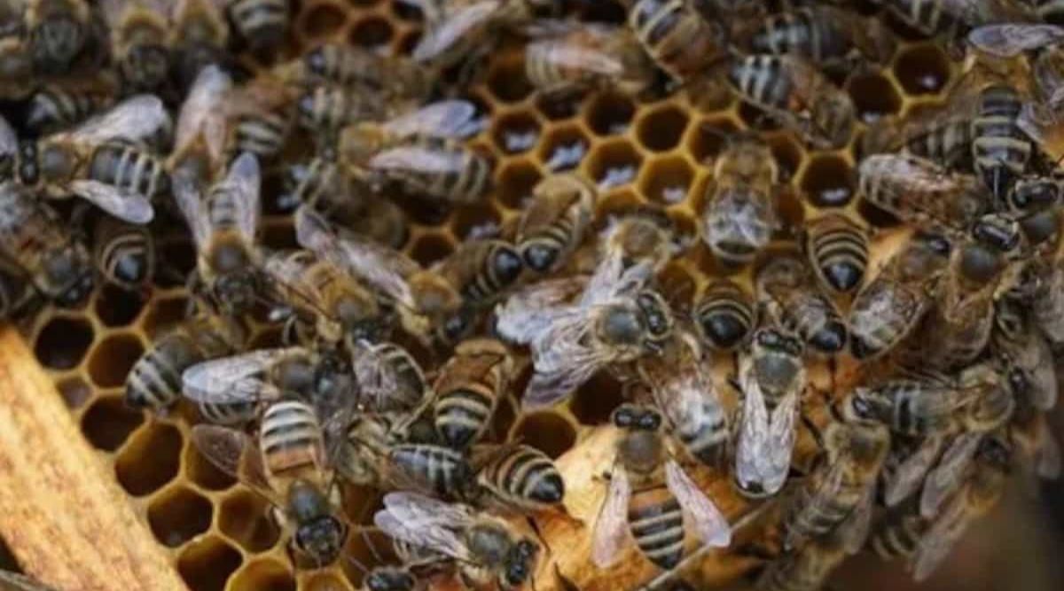 Beekeeping