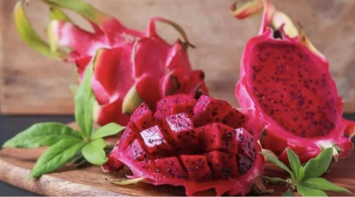 Dragon Fruit Farming
