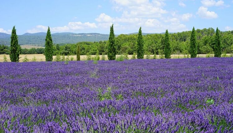 Lavender Cultivation