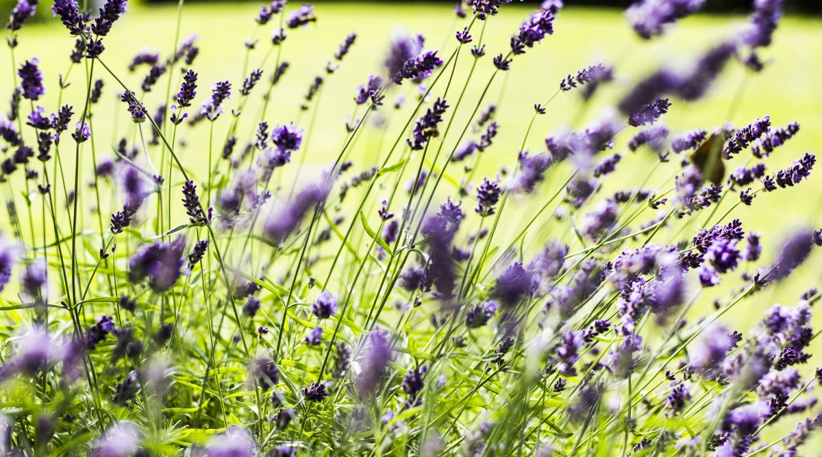 Lavender Cultivation