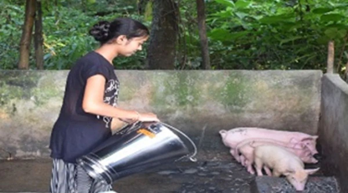 Pig Farming