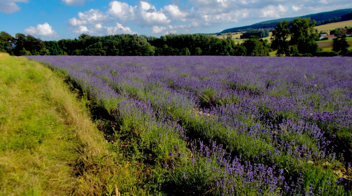 Lavender Cultivation