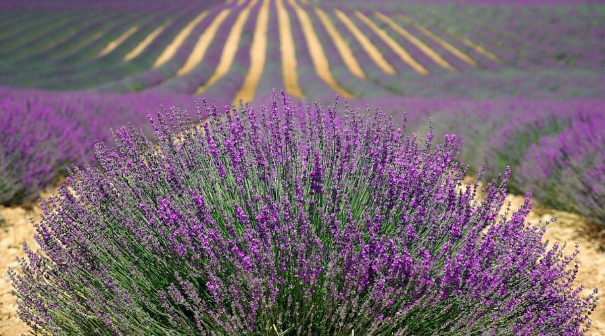 Lavender Cultivation