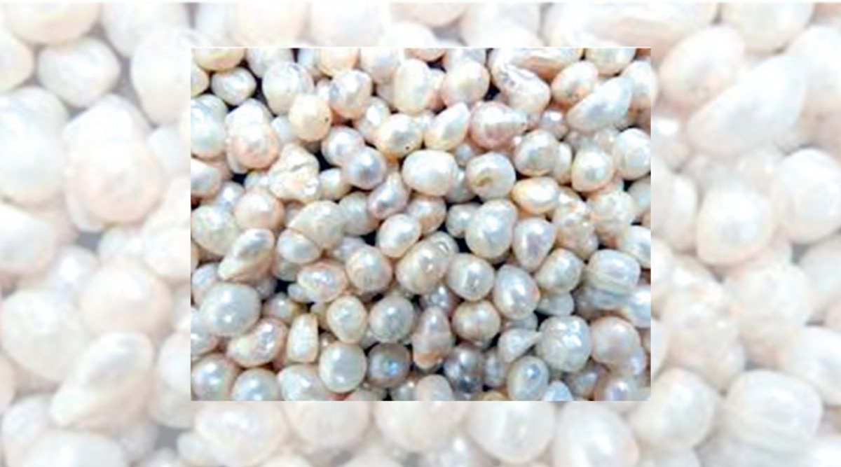 Pearl Farming