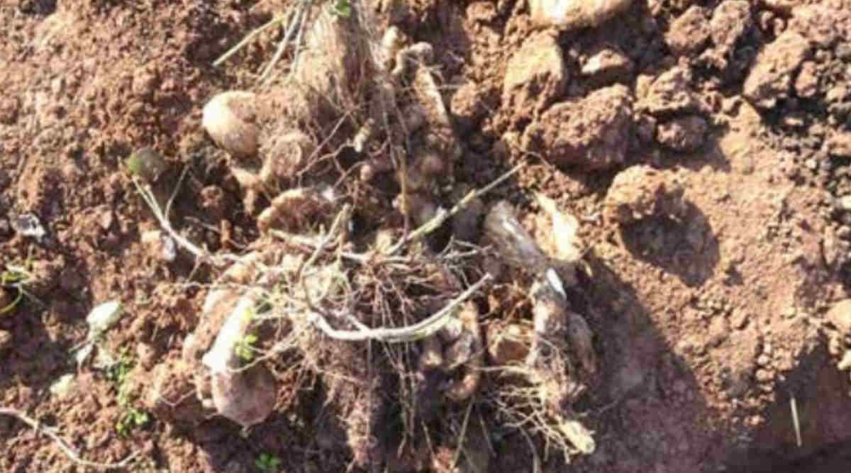 Greater Yam Farming