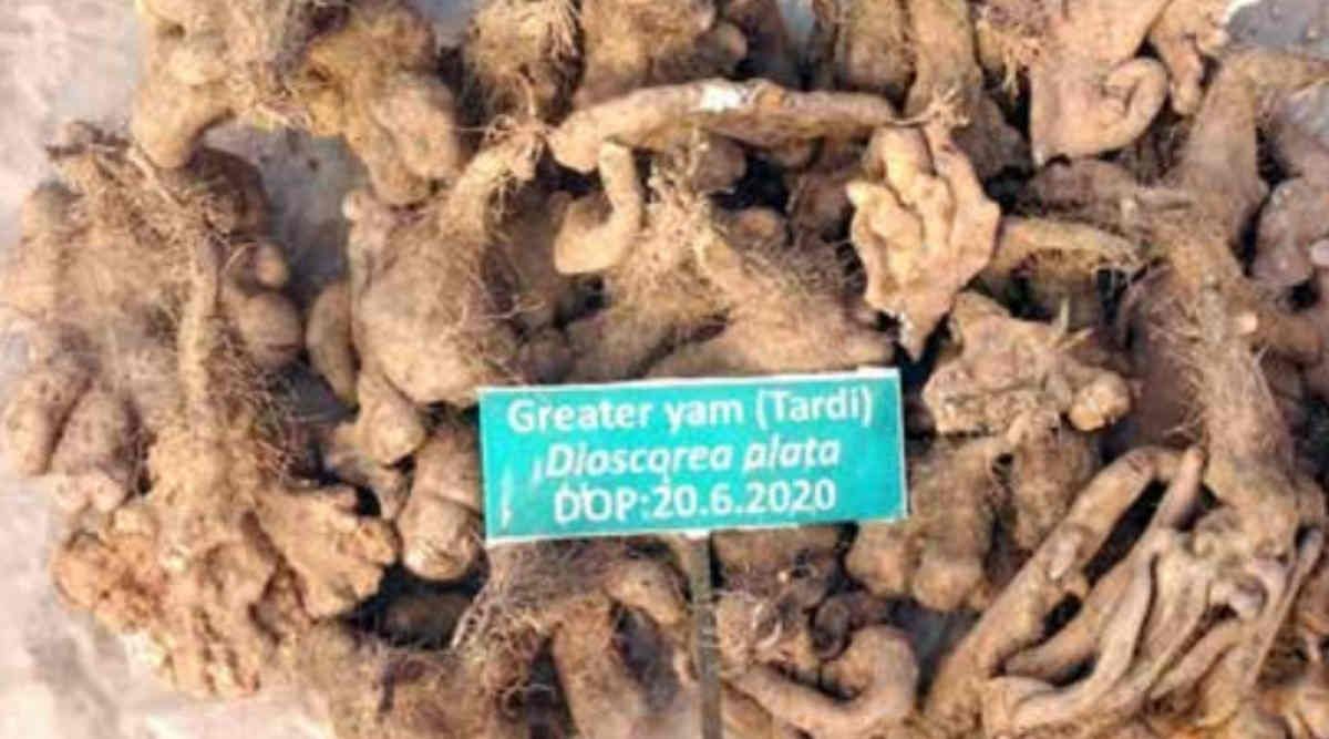 Greater Yam Farming