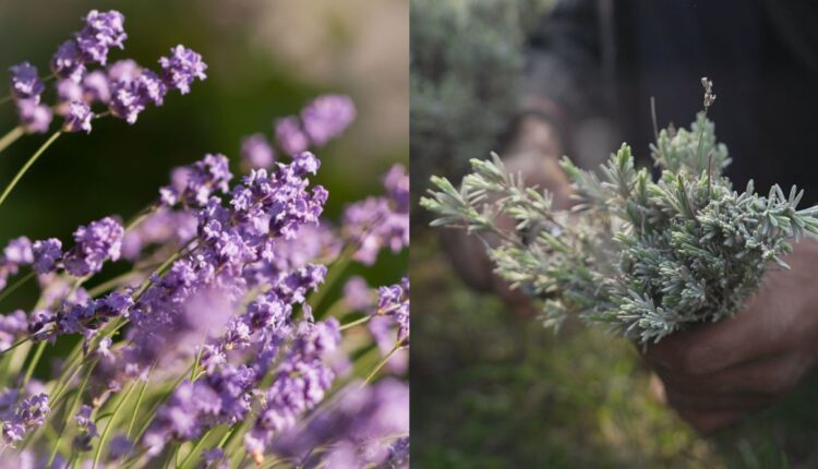 Lavender Cultivation