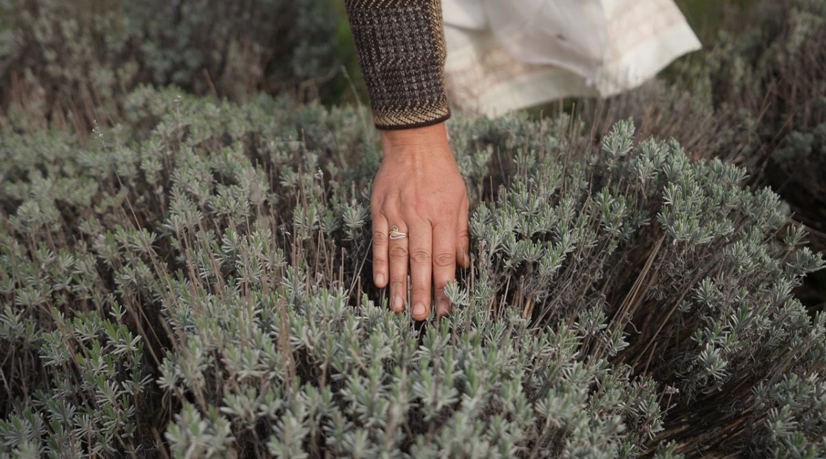 Lavender Cultivation