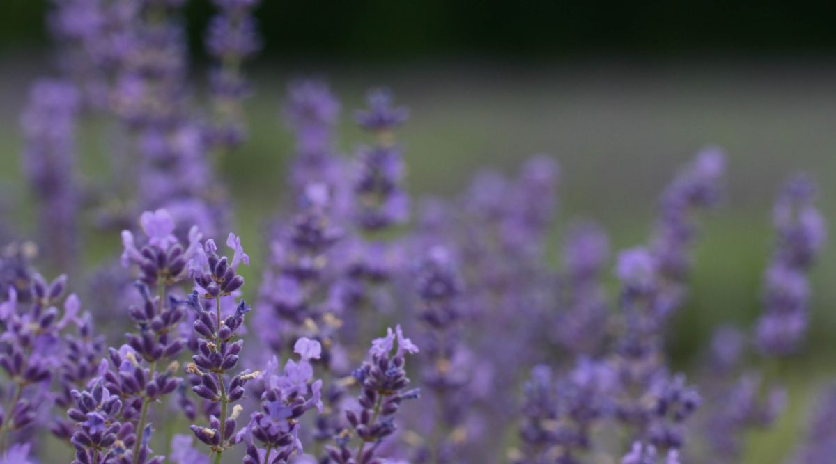 Lavender Cultivation