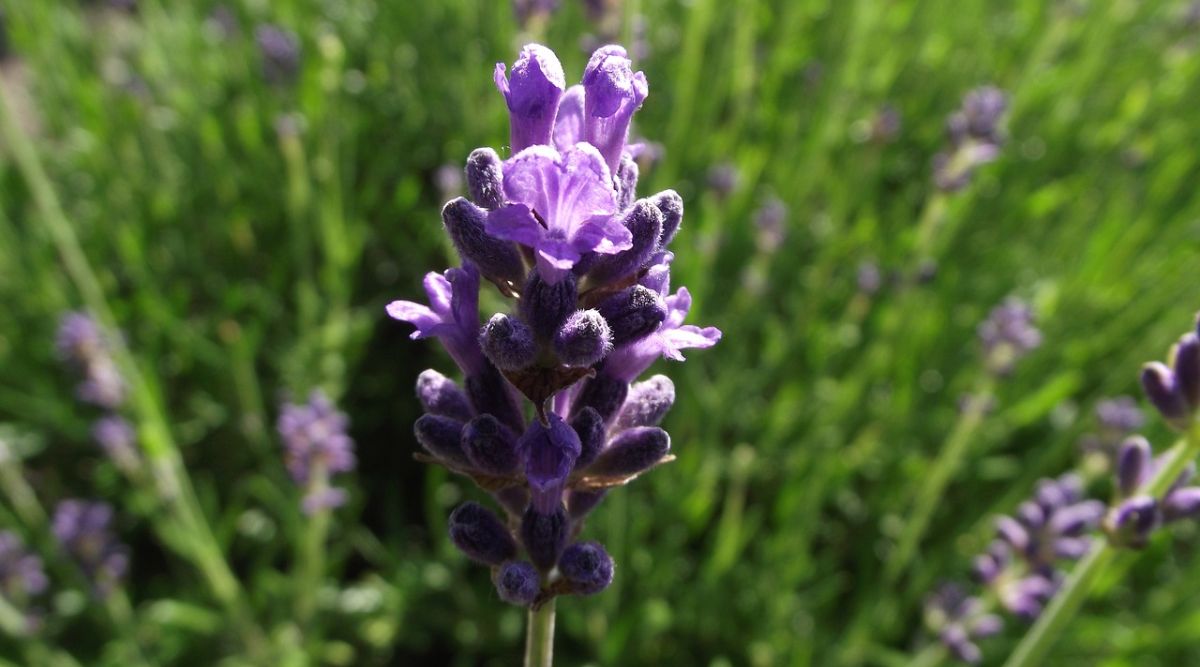 Lavender Cultivation