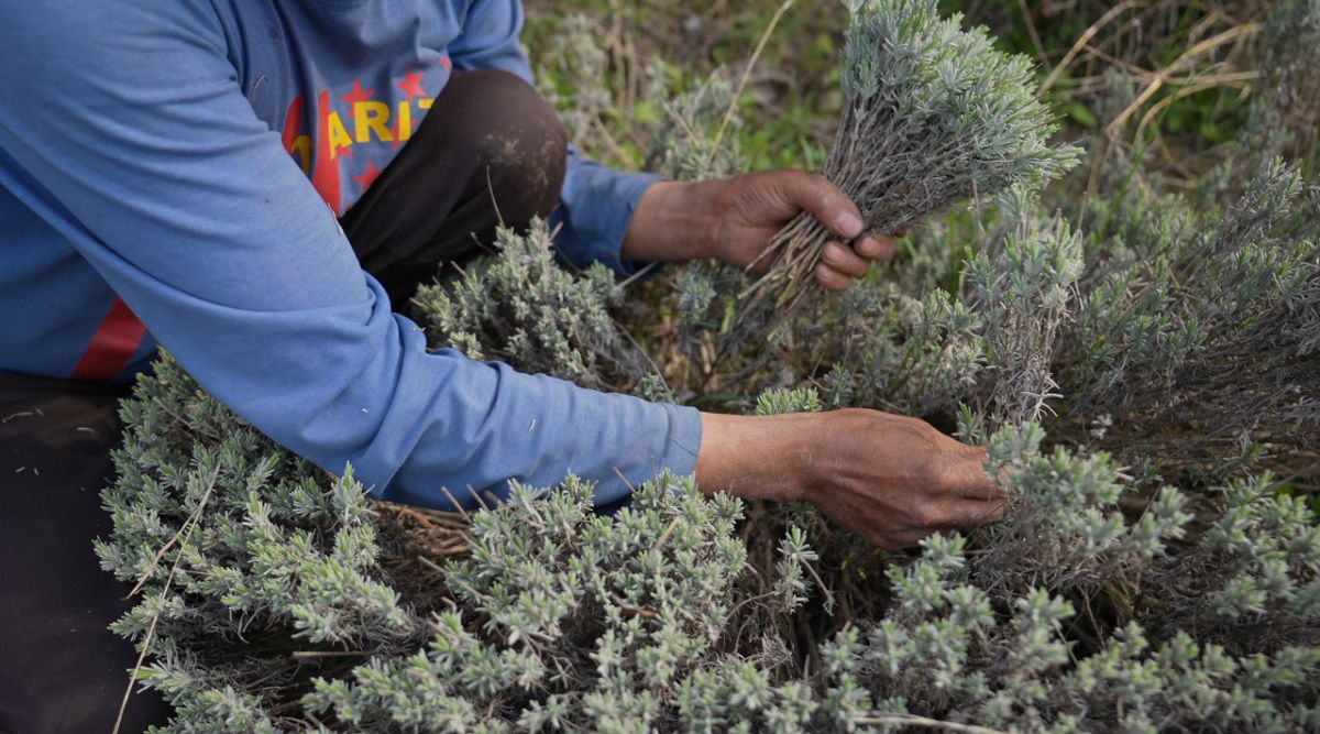 Lavender Cultivation
