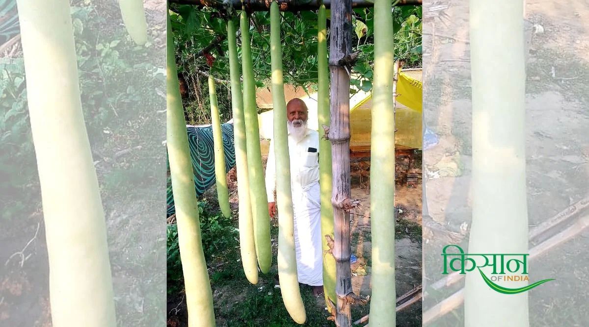 Bottle Gourd Cultivation