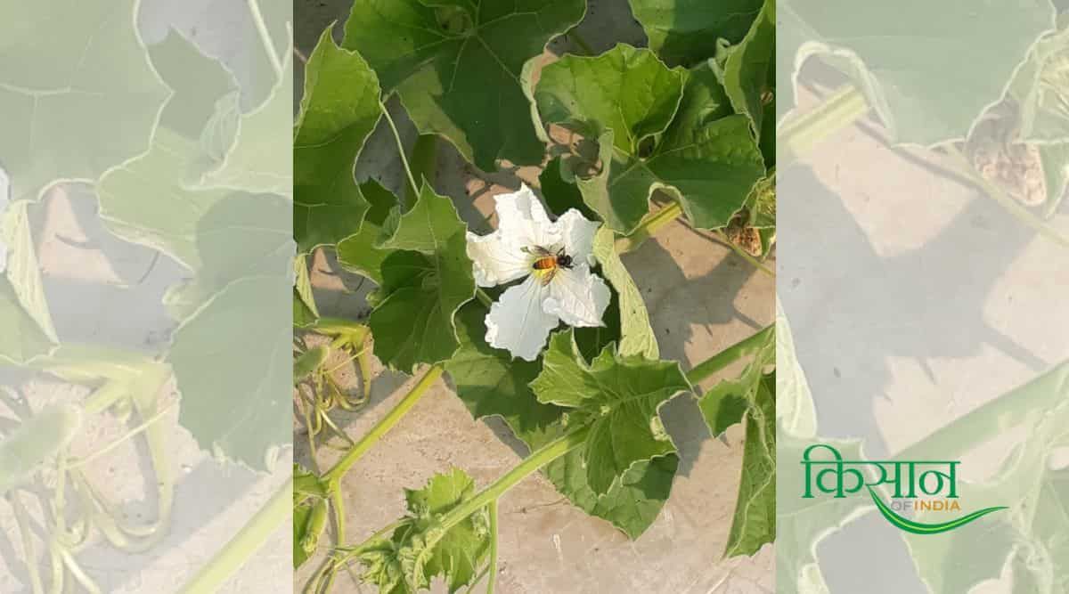 Bottle Gourd Cultivation