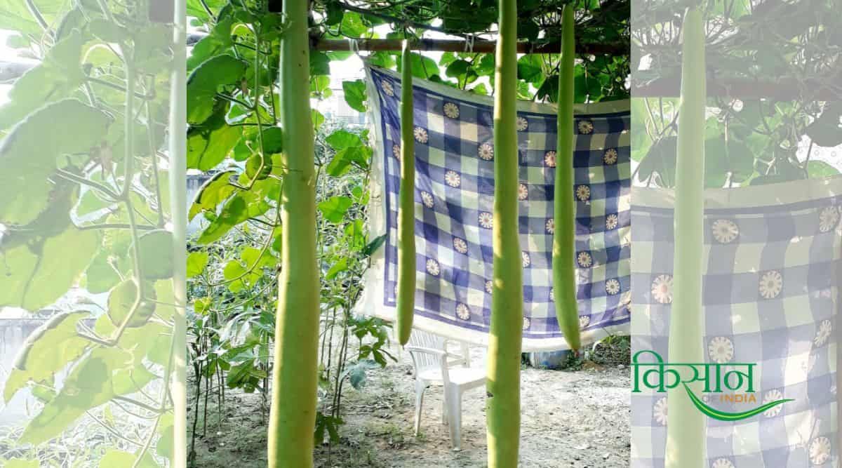 Bottle Gourd Cultivation