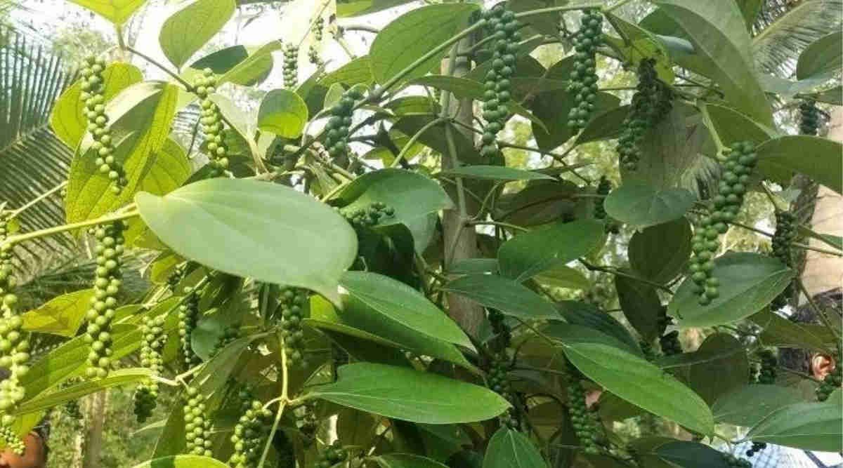Mixed-Cropping