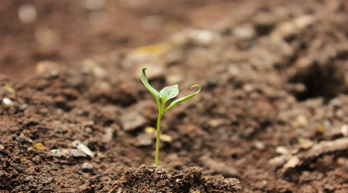 Soil Health