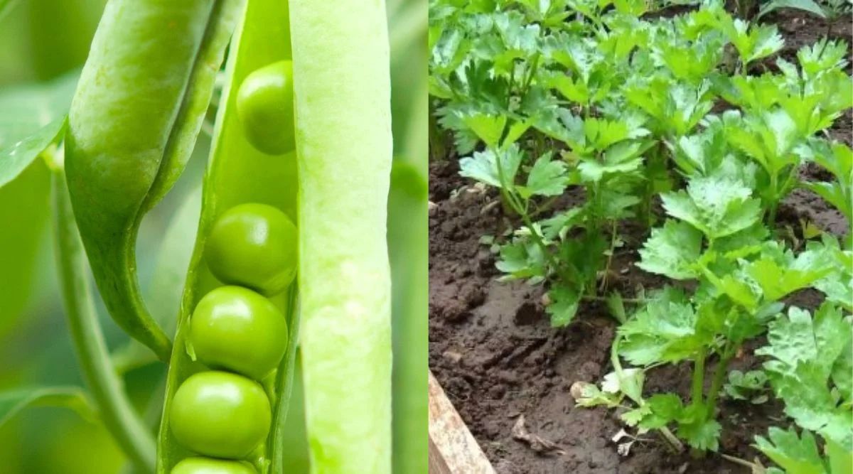 Celery