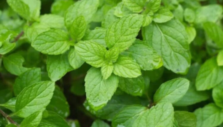 mentha