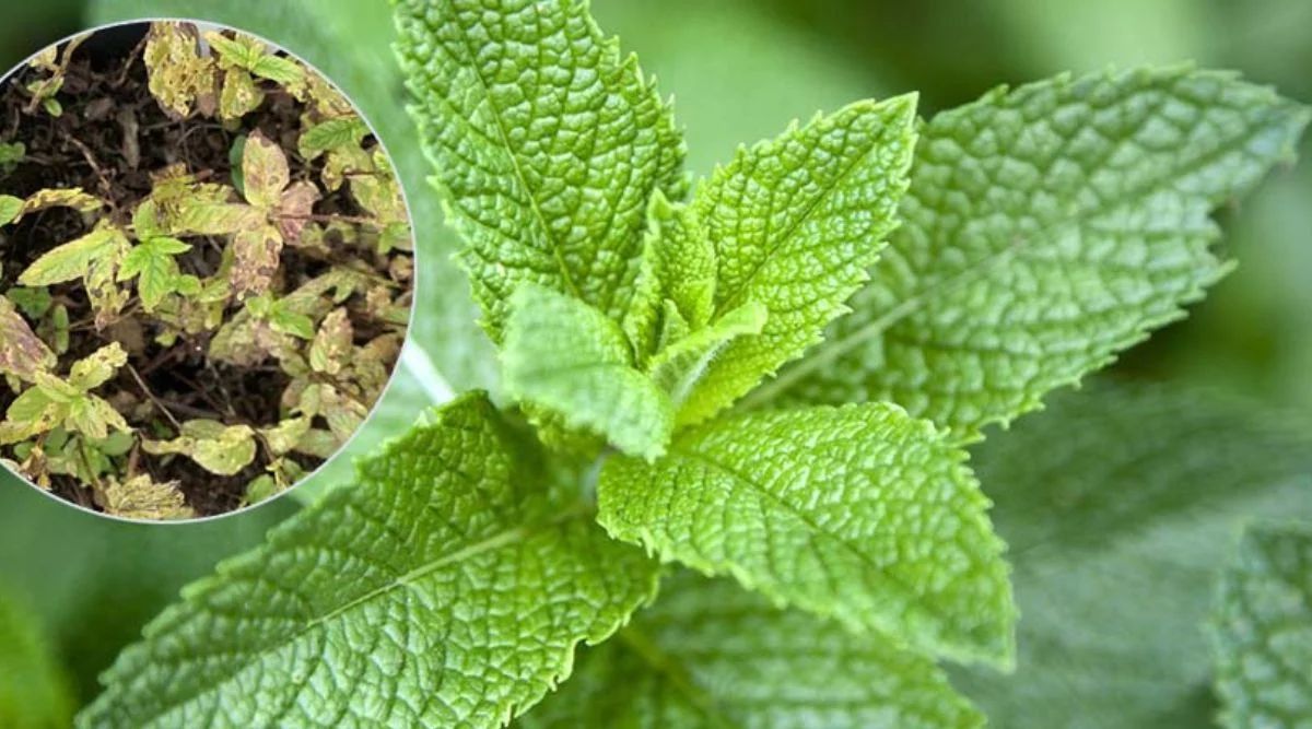 mentha