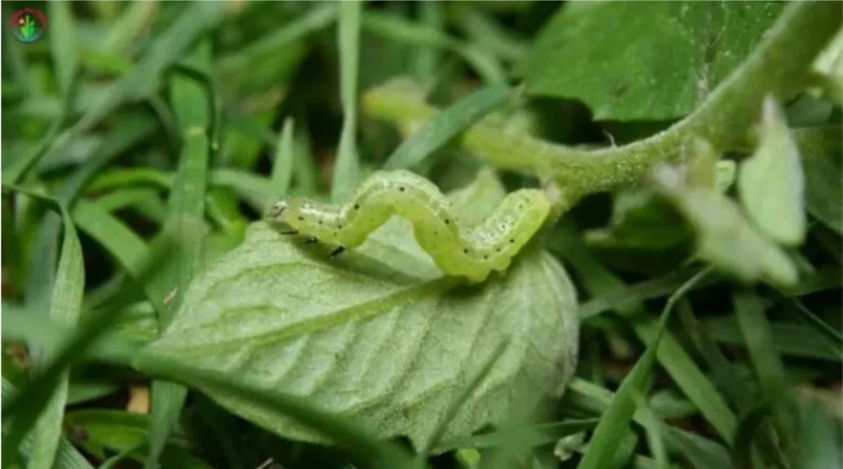 mentha