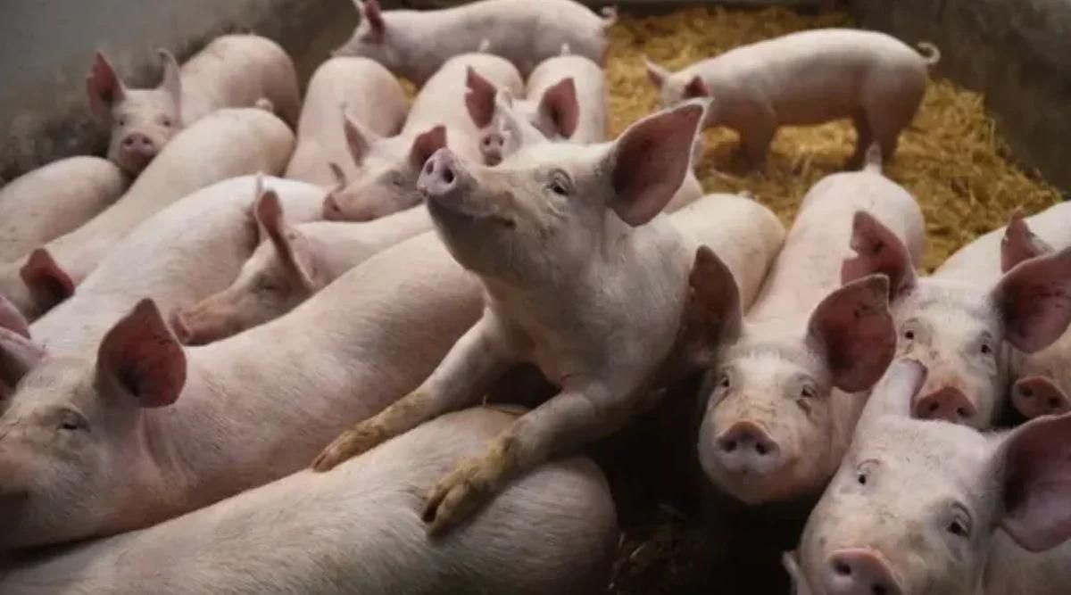 Pig Farming Course