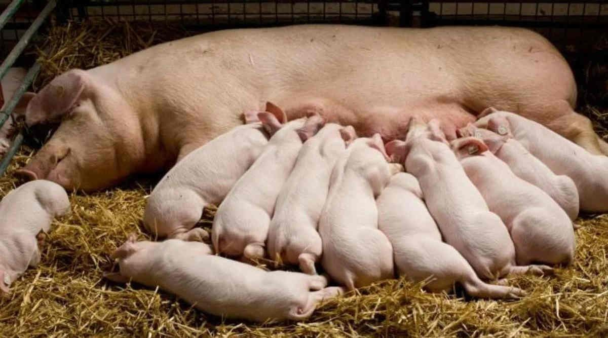 Pig Farming Course