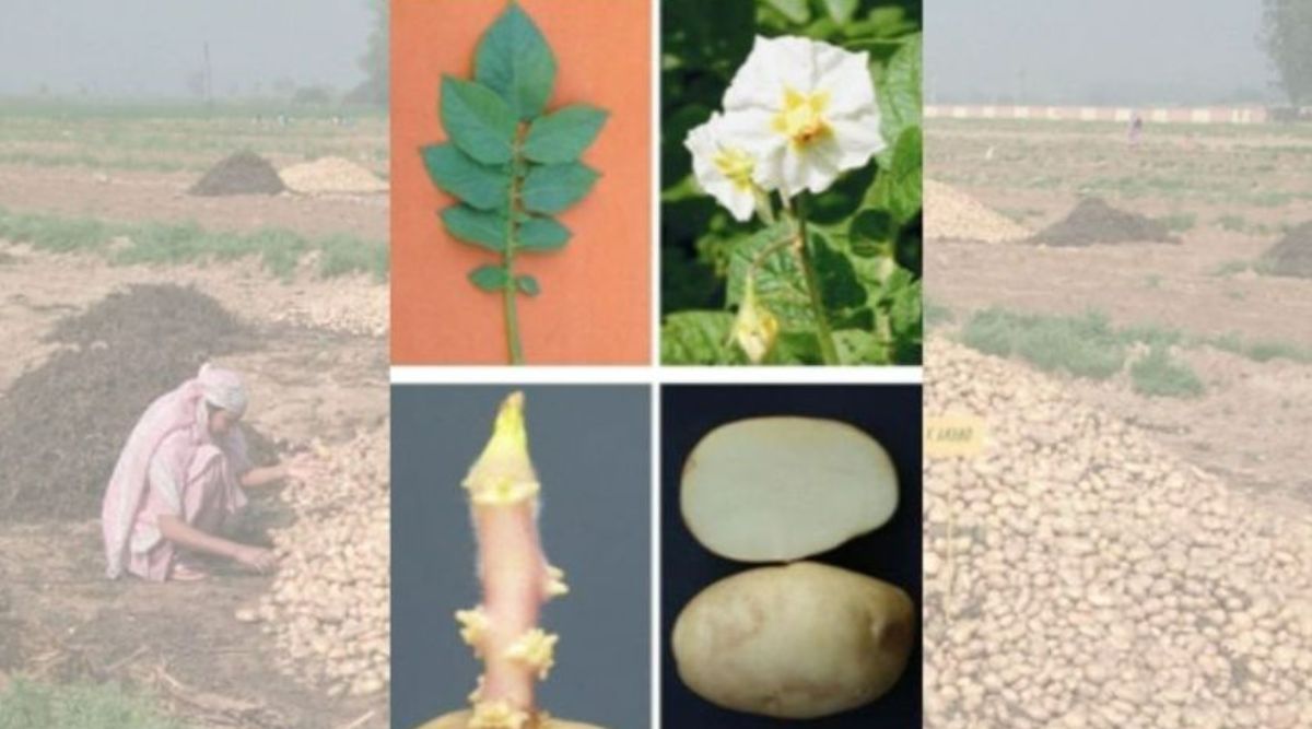Potato Varieties
