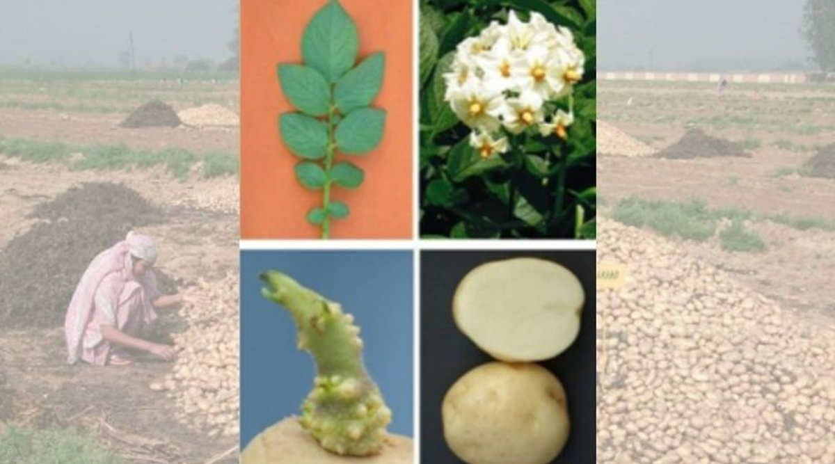 Potato Varieties
