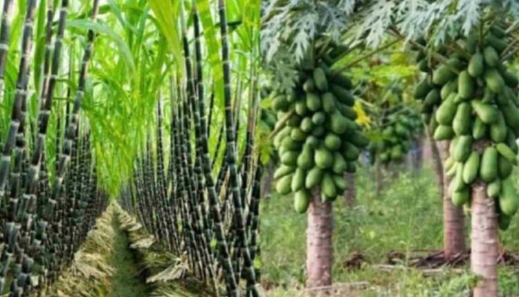 Sugarcane Farming: Know which months are best for sugarcane cultivation, know the best ways to plant sugarcane 
