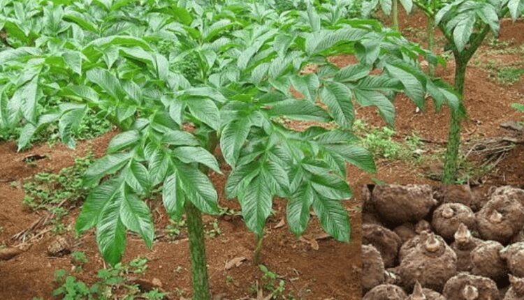Vegetable Farming